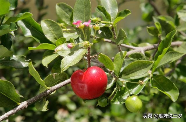 不想樱桃树长高怎么处理,大樱桃营养不良落果怎么补救