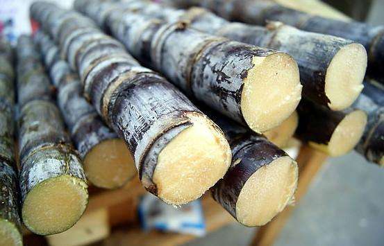 哪里的黑皮甘蔗产量最高,南方黑皮甘蔗什么品种好