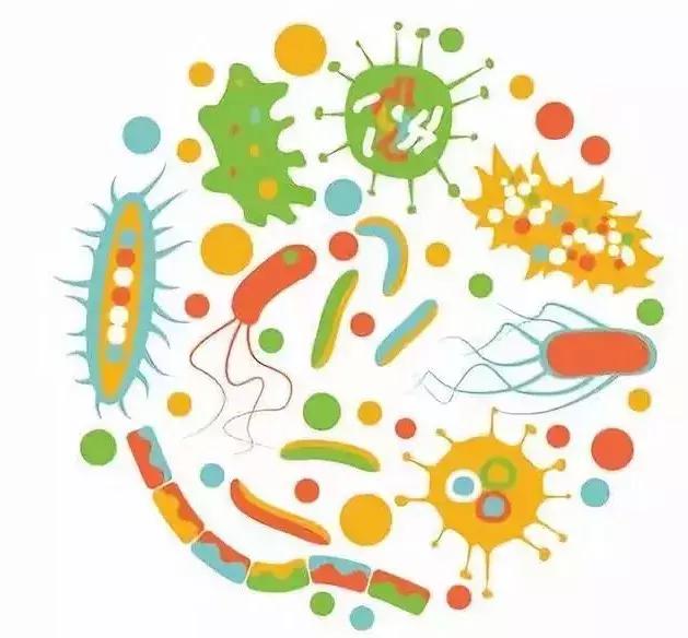 益生菌与脾胃健康,益生菌与健康运动能力