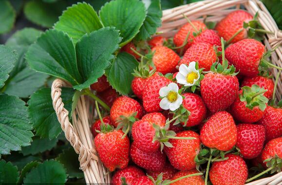 又大又甜的草莓多少钱一颗,最好吃的草莓价钱