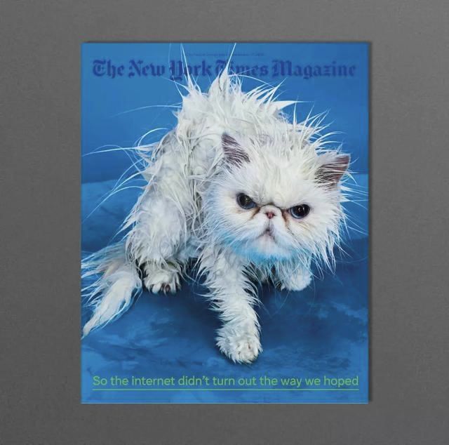 给猫咪洗澡的7个小技巧（适合新家长学习）