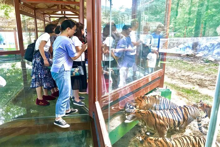 走向我们的小康生活视频如何制作,走向我们的小康生活中国画