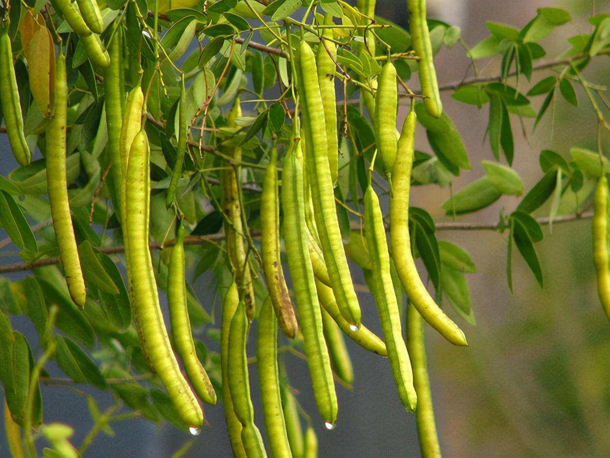 小时候经常见又叫不上名字的植物,一些常见的能吃的植物名称