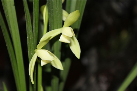 刚上盆的兰花怎么浇水,12月移栽兰花当天浇水吗