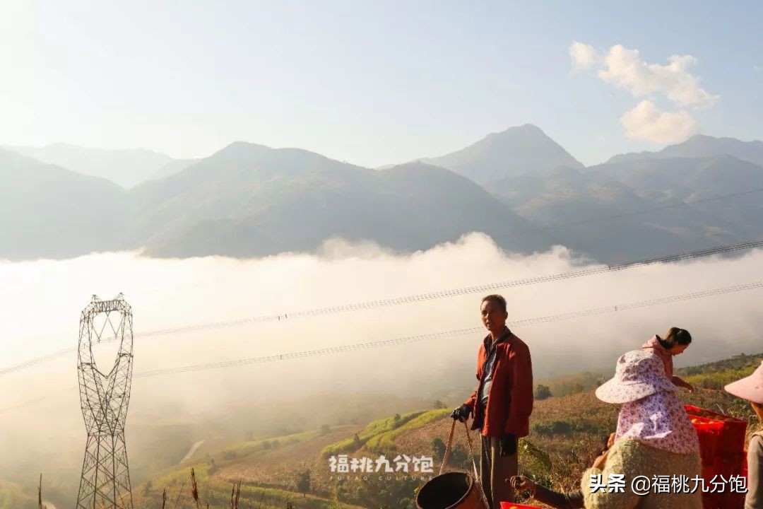 市场上卖的褚橙是真的吗,怎么区分真假褚橙2018