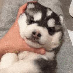 毛茸茸的小狗狗是不是很可爱呢,毛茸茸的狗很大个