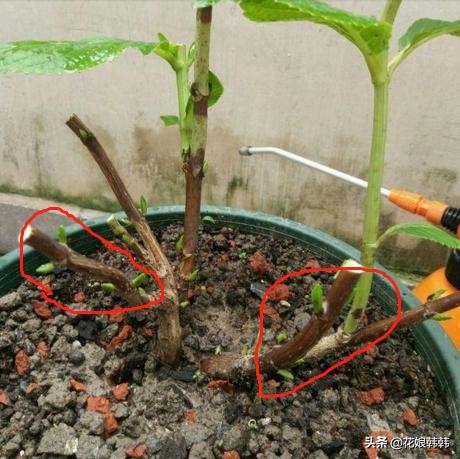 绣球怎么修剪才好,绣球的正确修剪方法