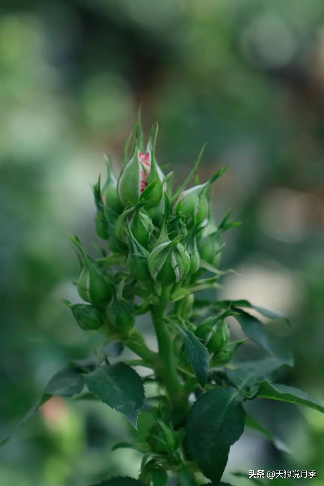 都说“最美人间四月天”，应该就是月季开花的模样吧！