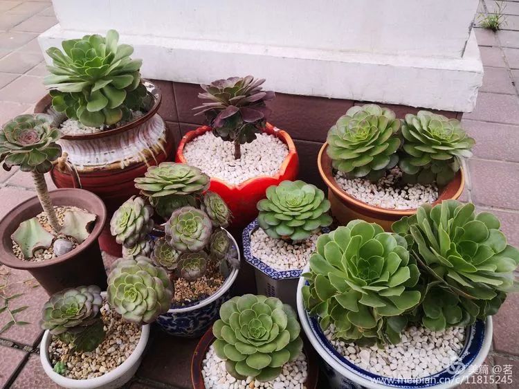 最美的20种多肉,15种最美的多肉