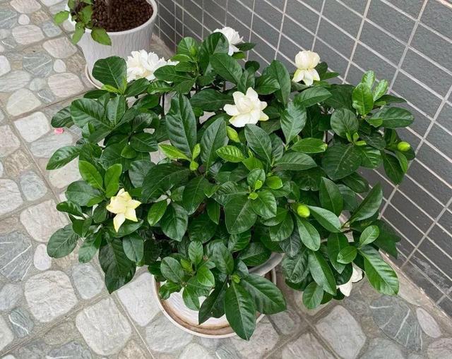 栀子花黄叶干巴巴?别中了商家的猫腻,教你一招逆袭,养成栀子树