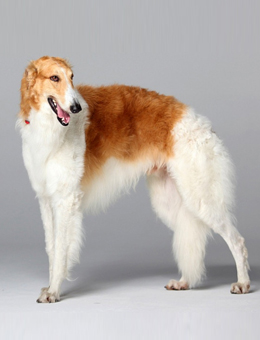 宠物狗大全免费观看,什么狗最好养又听话又聪明大型犬