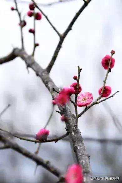 马祖岩人文公园大概多少公里,马祖岩人文公园夜光路