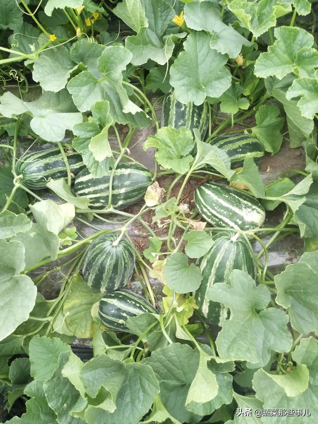 如何种植甜瓜质量好产量高,最漂亮的甜瓜种植技术