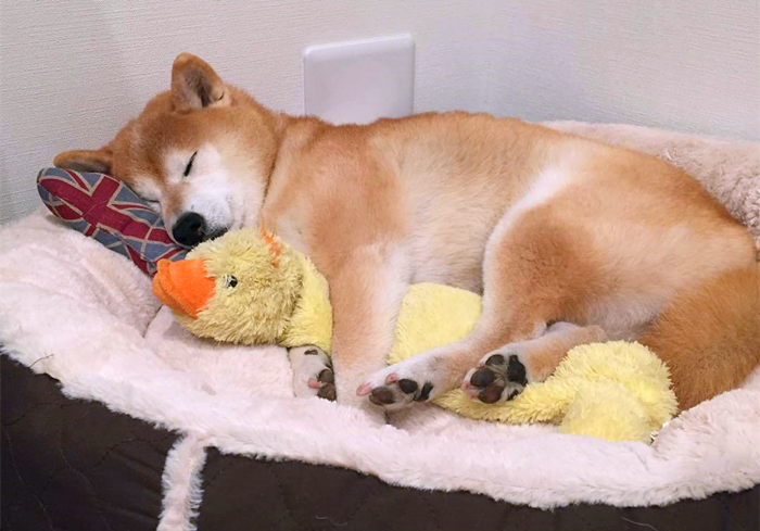 狗狗脚趾真菌感染怎样治疗,狗狗真菌感染怎么预防