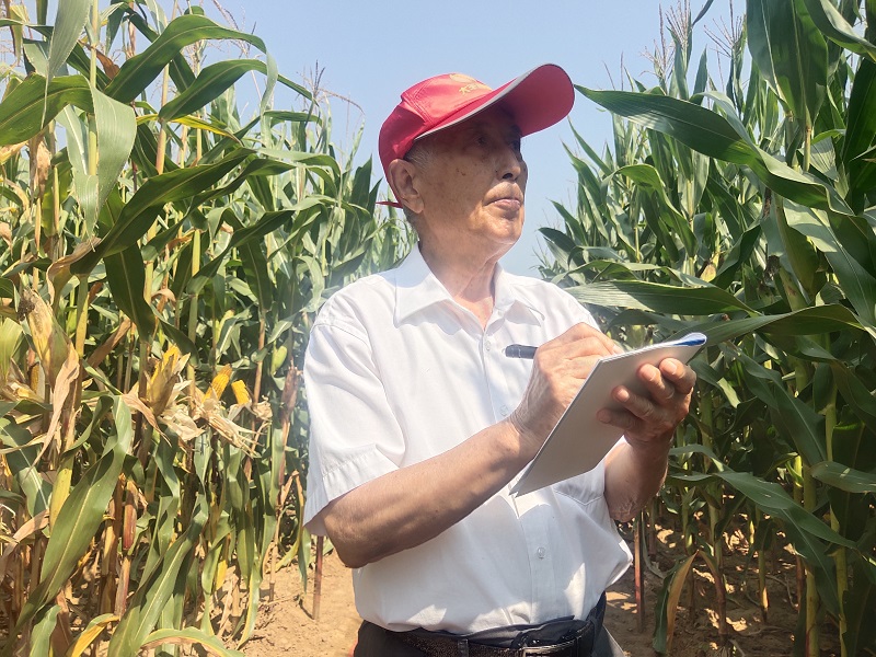 单倍体育种详细过程,提高玉米育种效率的技术途径探析