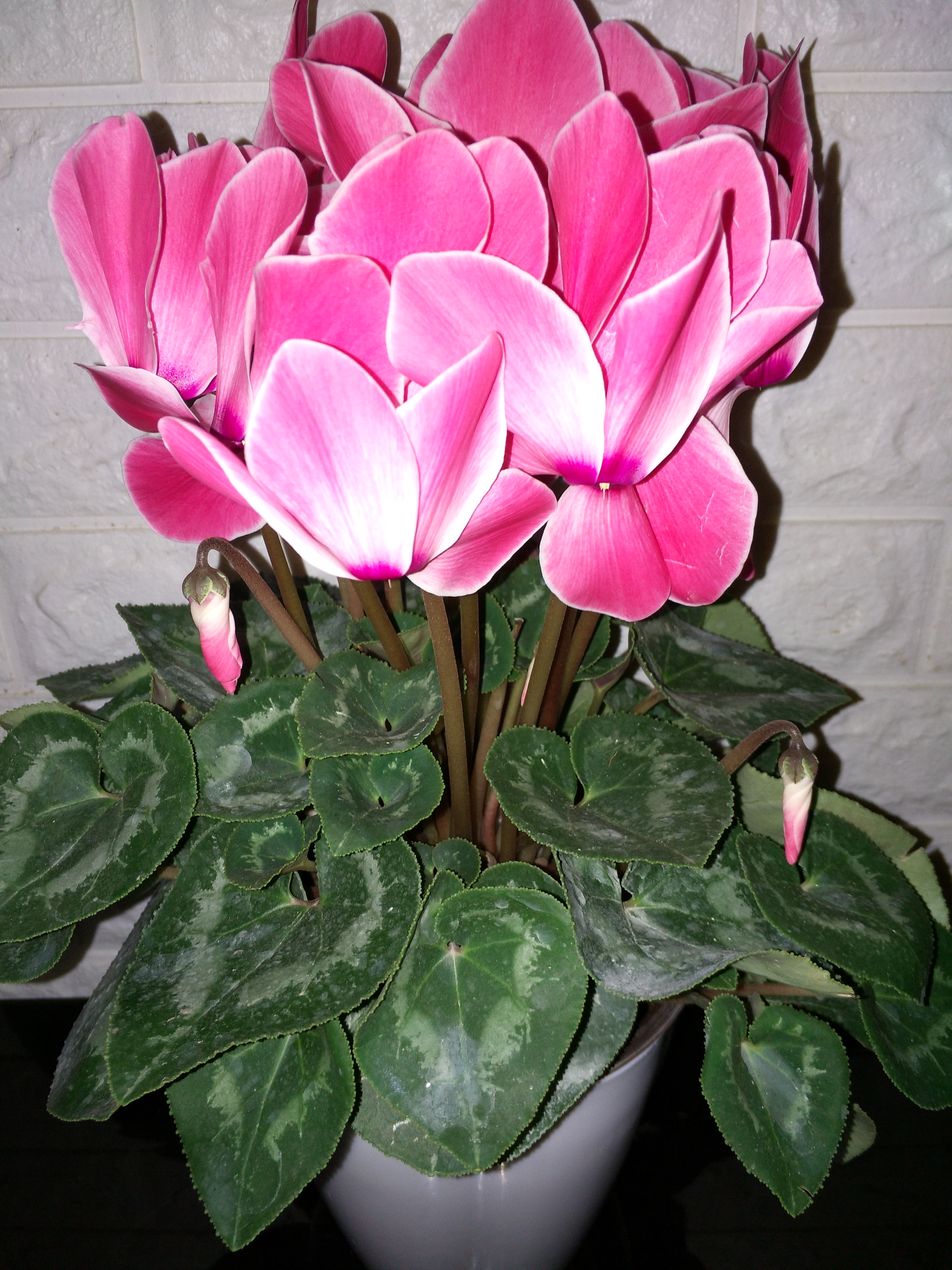 三种花浇水浇不死,盆栽花卉缺水叶片萎蔫要立即浇水