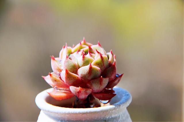 多肉买回来不长花箭,多肉买回来不换土几天浇水