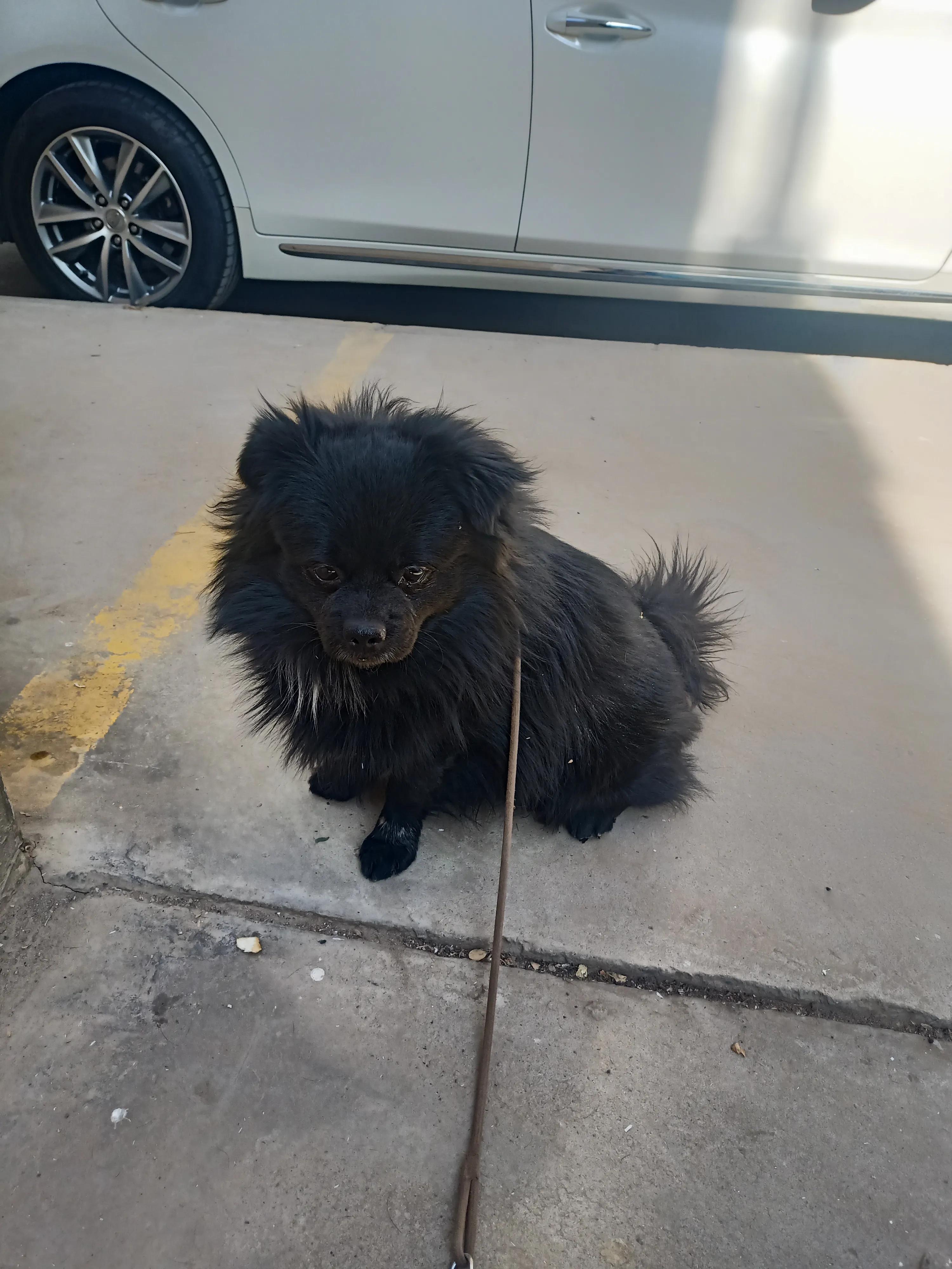 狗狗没有地方养了，怎么办？