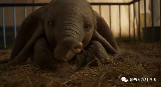 小飞象和猫头鹰影评,电影小飞象观后感影评