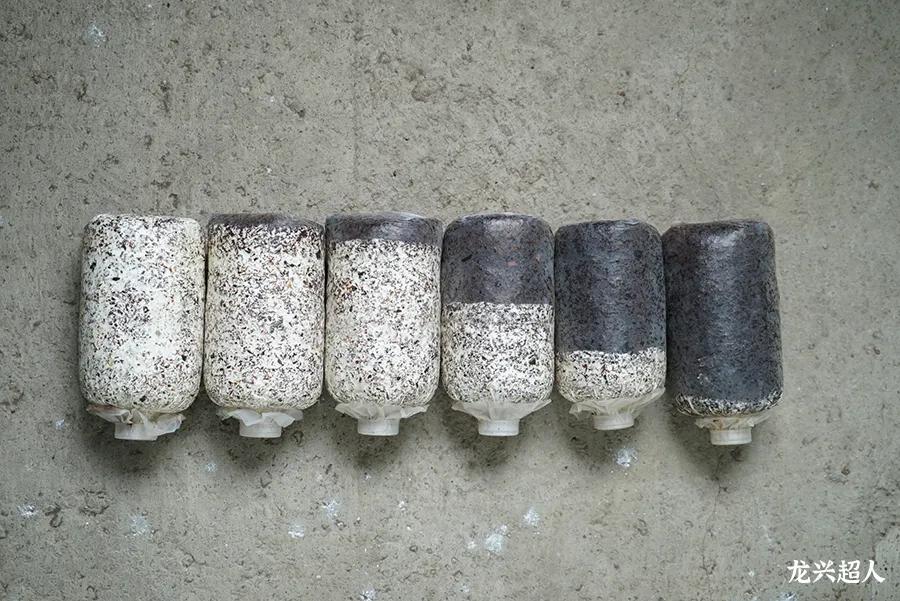 安徽道地药材天麻,天麻的道地药材