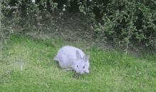 兔兔辣么阔爱，你怎么不养兔兔？