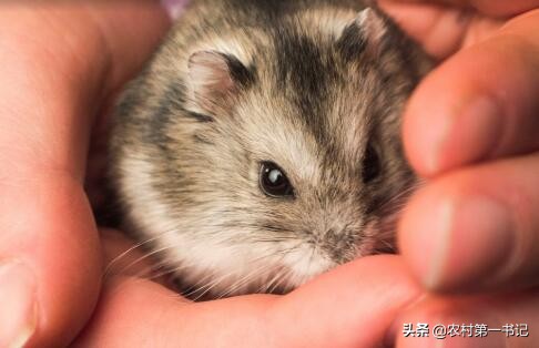 被宠物仓鼠咬了要打几针破伤风,被宠物仓鼠咬了需要打疫苗吗