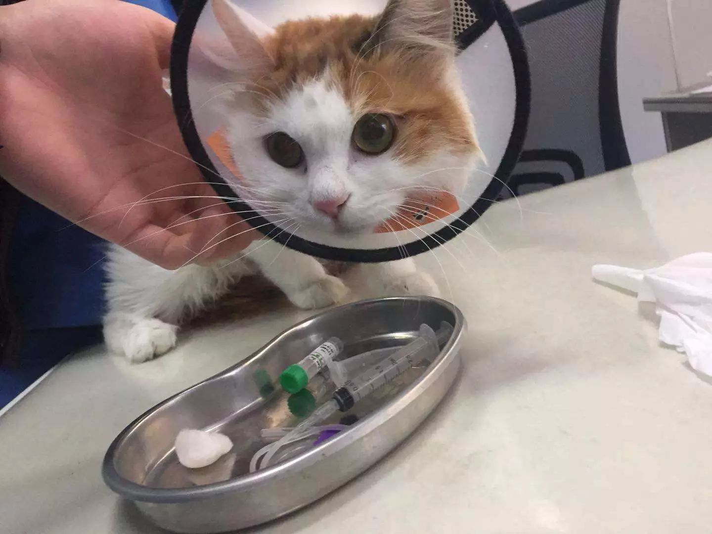 母猫子宫蓄脓的猫可以绝育吗,铲屎官为什么要给猫做绝育手术