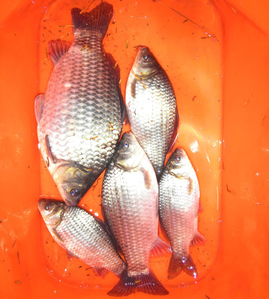 野钓怎么打竿容易上鱼,野钓没口就上鱼怎么回事