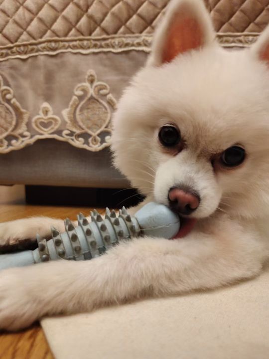 我为王霜而自豪一一灯下漫笔（26）