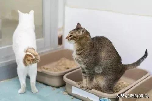 为什么猫咪不埋屎不埋尿,为什么猫咪不埋尿和屎