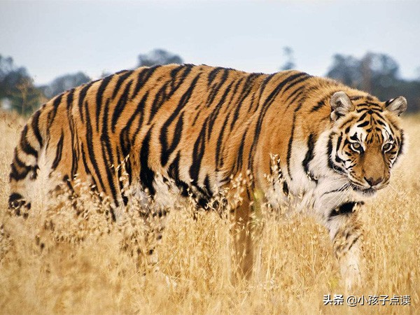 六年级上册英语1-6单词快速朗读,六年级上册英语北京人教版单词表