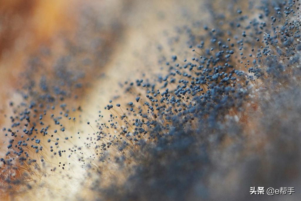 发霉的霉菌100度能杀死吗,发霉的霉菌最怕什么