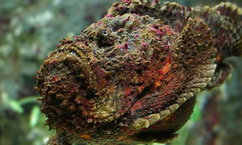 澳大利亚冷知识，独特的动物，你知道几个？