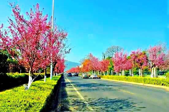 中国最稀少樱花品种阳光樱,樱花品种推荐之迎春樱