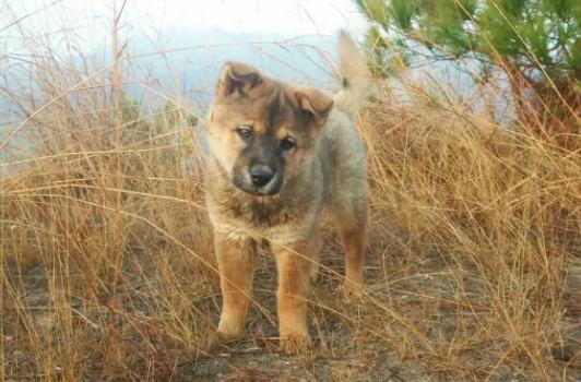 为什么那么多人嫌弃中华田园犬呢,中华田园犬真的是好狗