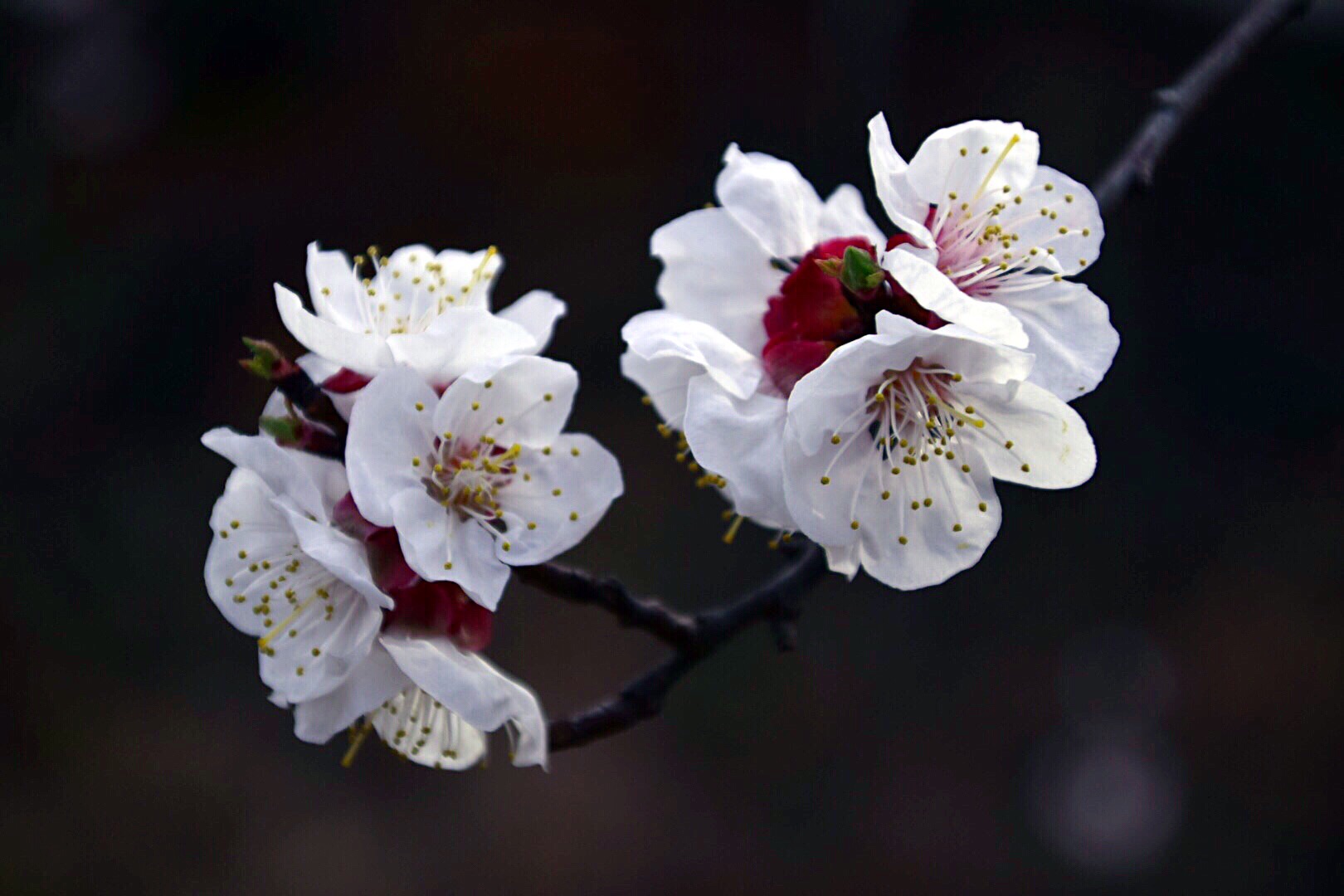 漂亮的杏花在枝头绽放,杏花盛开姹紫嫣红春意盎然