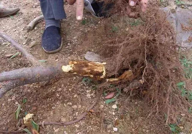 树死了有什么征兆,树死了有补救办法吗