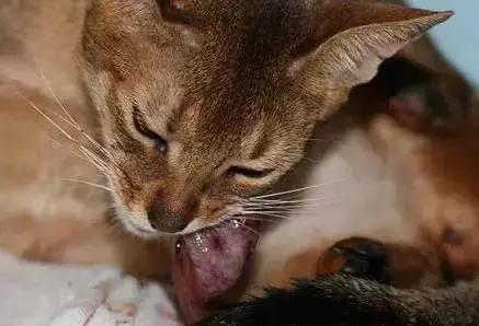 怀孕母猫如何照顾?怀孕期间及生产后的注意事项？