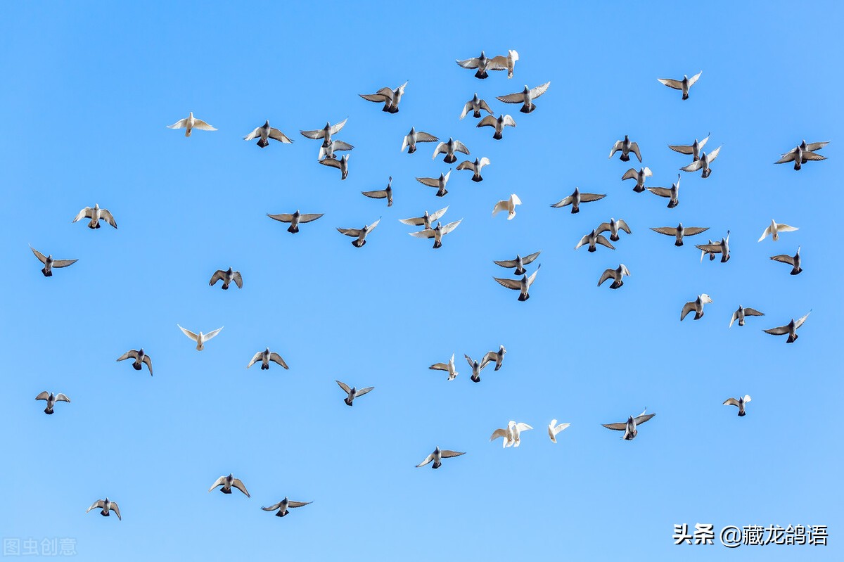 赛鸽飞不飞，怎么飞与鸽质的联系