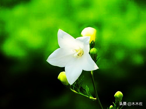 唯美桔梗花,草莓味的桔梗花