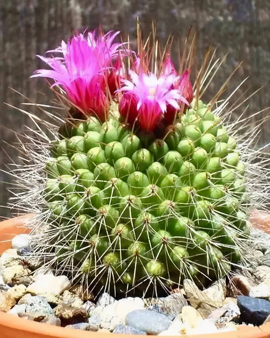 仙人掌要怎么养才能结果,仙人掌怎样才长叶子