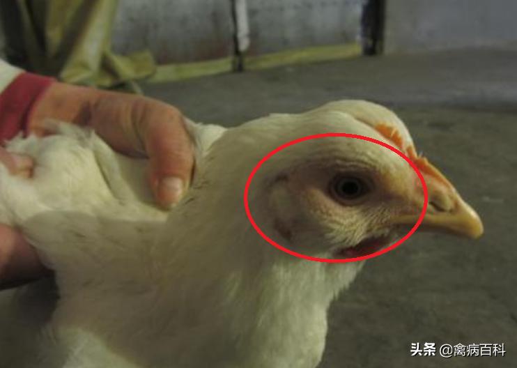 鸡肿头肿脸张口呼吸吃什么药,鸡肿头肿脸吃什么药