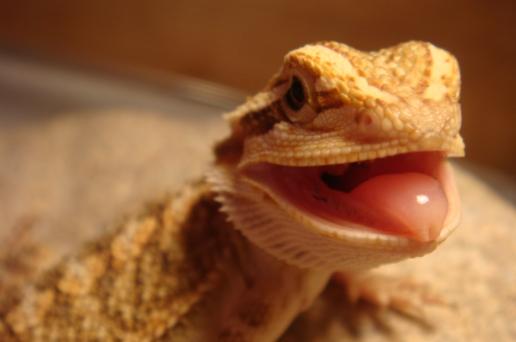 孩子对狗毛过敏还能继续养狗吗,狗毛过敏适合养什么狗