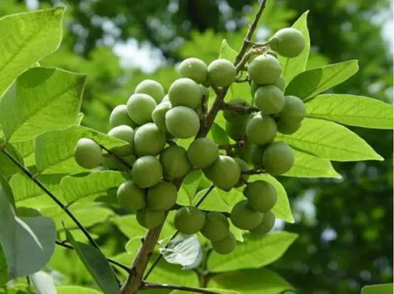 庭院常见的吉祥树,一