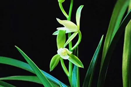 建兰发新芽怎样养护,建兰要怎么养容易开花呢