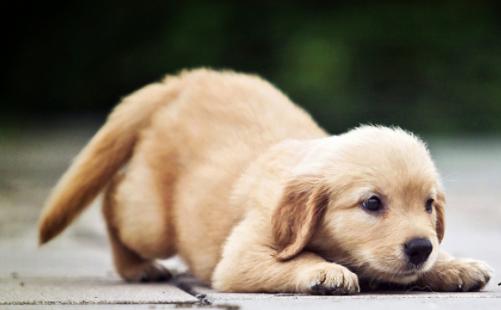 怎么训练狗狗在主人出门后不乱叫,狗狗出门见到狗就叫声大怎么收拾