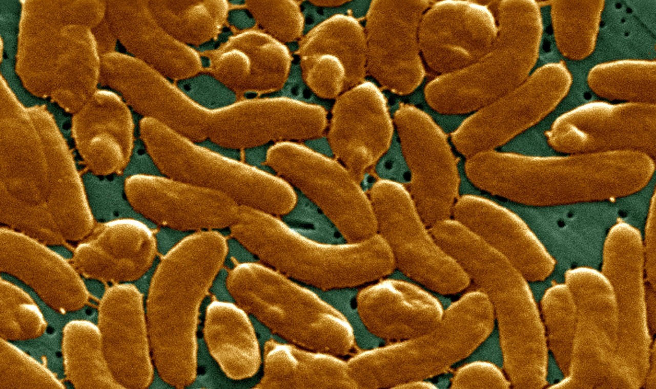 青年鸡弧菌性肝炎影响产蛋吗,弧菌性肝炎鸡用什么药