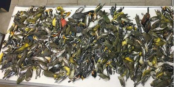 狂风暴雨的时候小鸟在哪避雨,鸟类躲避暴雨