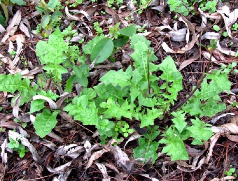 黄瓜野菜的功效,田间各种野菜的作用
