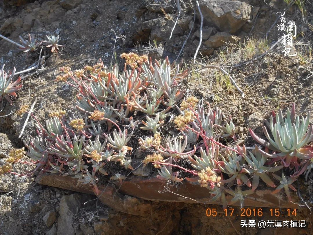 美国加州海岸仙女杯偷盗,美国加州仙女杯产业